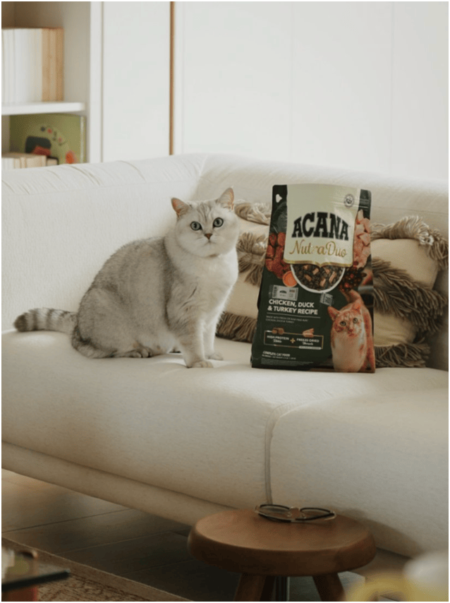 首发“双拼倍护猫粮”巨头的中国战略再提速不朽情缘平台宠物食品新闻：爱肯拿在华全球(图2)