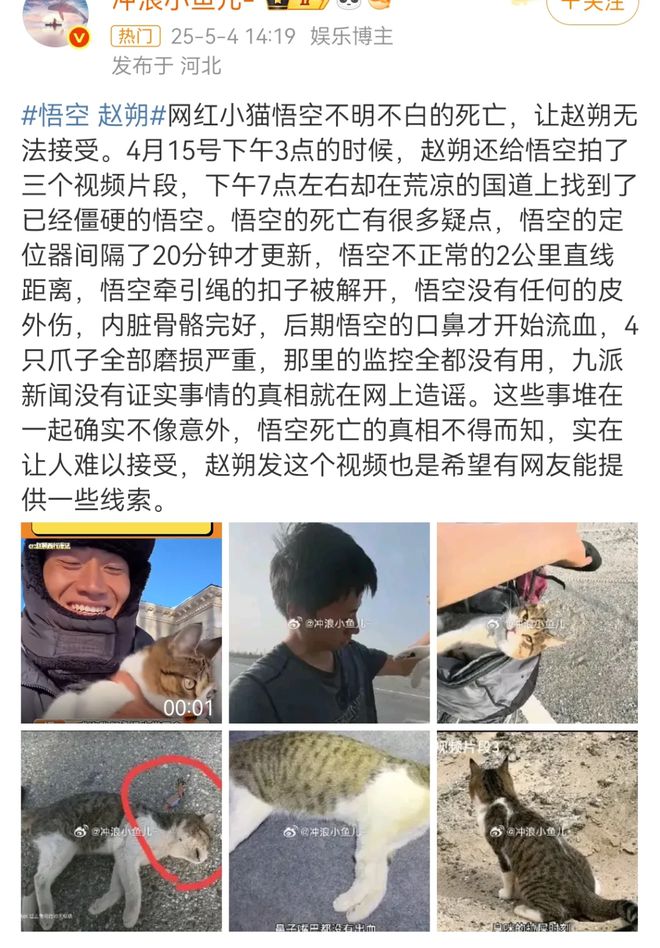 ：主人赵朔公开去世细节可能死于投毒！不朽情缘游戏平台网红小猫“悟空”去世(图5)